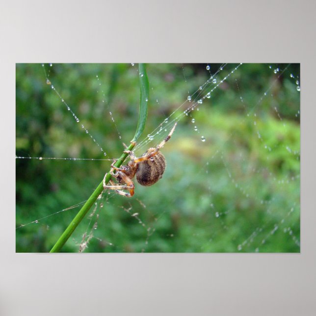 Araneus - Weaver Spider Poster (Vorne)