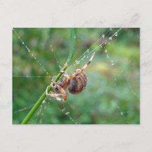 Araneus - Weaver Spider Postkarte