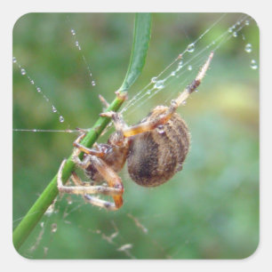 Araneus - Weaver Spider Quadratischer Aufkleber