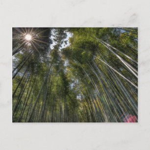 Arashiyama Bamboo Grove - Kyoto, Japan Postkarte