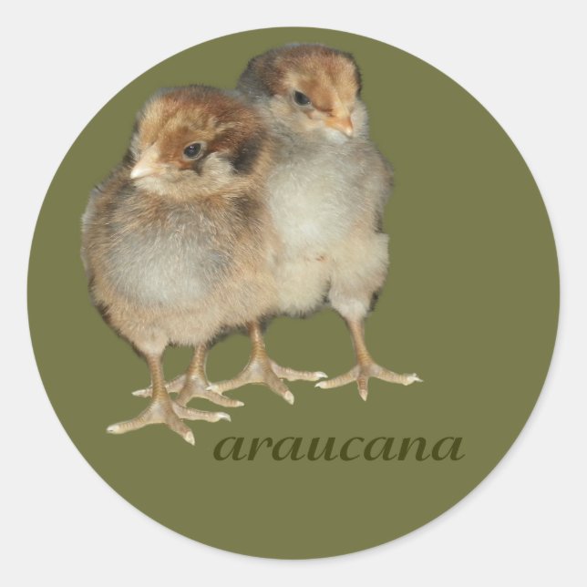 Araucana-Hühner-Ornithologie-Vögel Runder Aufkleber (Vorderseite)