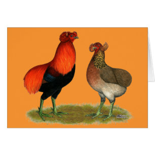Araucana Red Pair
