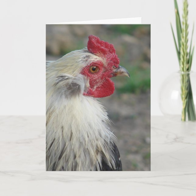 Araucana Rooster Karte (Vorderseite)