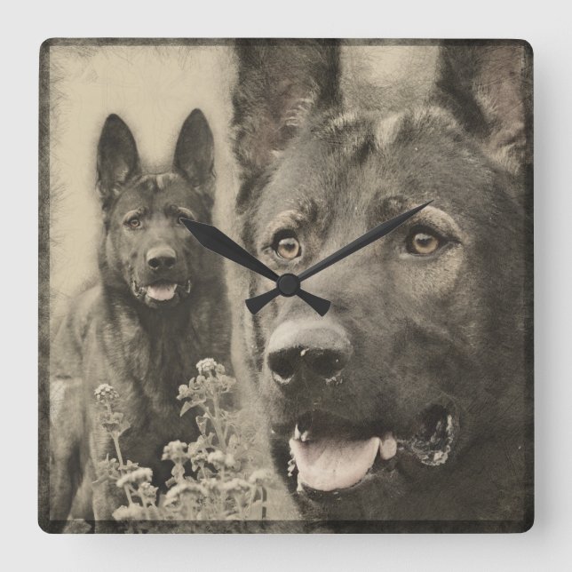 Arbeitender Schäferhund-Hund - GSD Quadratische Wanduhr (Vorderseite)