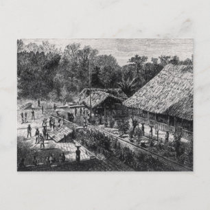 Arbeitnehmer in einer Kaffeepantation Postkarte