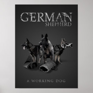 Arbeitsdeutscher Schäferhund - GSD Poster