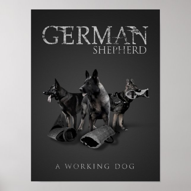 Arbeitsdeutscher Schäferhund - GSD Poster (Vorne)
