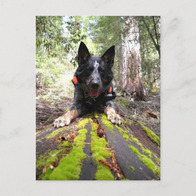 Arbeitshindermax bei Hunden zur Erhaltung der Arbe Postkarte (Vorderseite)