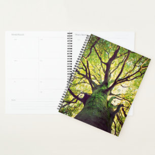 Arborescence de l'arbre