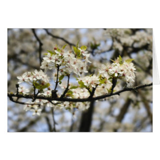 Arbre à bois de chien en fleurs