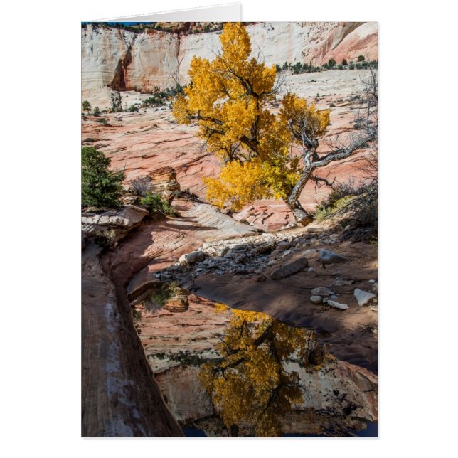 Arbre À Cotons Automnes (Devant)