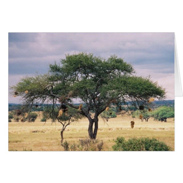 Arbre africain de saucisse (Devant Horizontal)