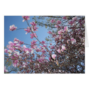 Arbre cerise en fleurs