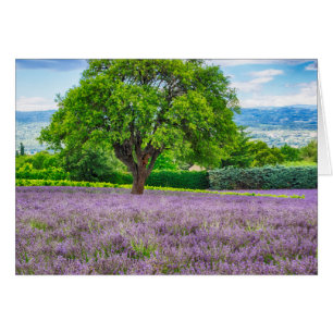 Arbre dans un champ de lavande, France