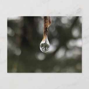Arbre dans une carte postale de gouttelette d'eau