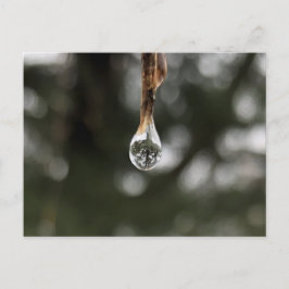 Arbre dans une carte postale de gouttelette d'eau