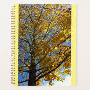 Arbre d'automne jaune