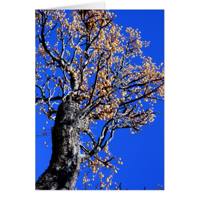 Arbre de Chinaberry (Devant)