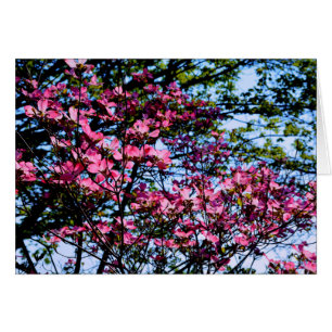 Arbre de Dogwood rose