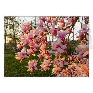 Arbre de Magnolia en pleine floraison au coucher d