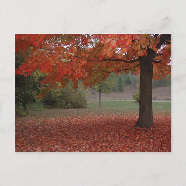 Arbre d'érable rouge de chute - carte postale (Devant)