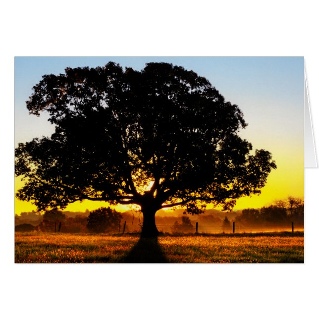 Arbre du matin (Devant horizontal)