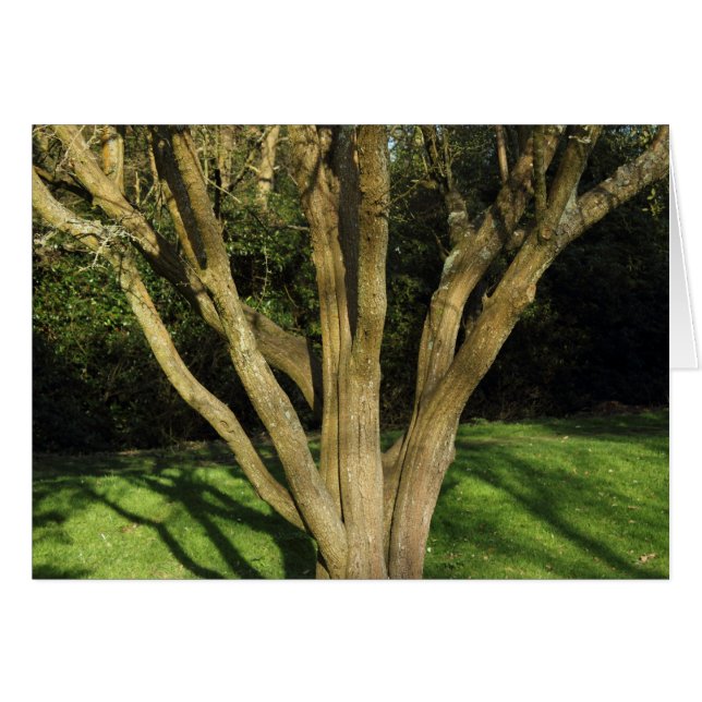 Arbre éclairé (Devant horizontal)