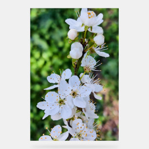 Arbre en Fleurs au Printemps Roumanie – Photograph