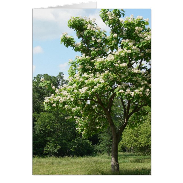 Arbre en pleine floraison (Devant)