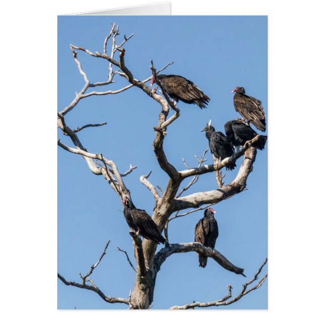 Arbre familial vautour (Devant)