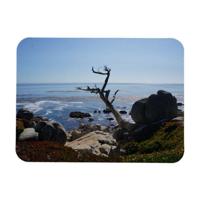 Arbre fantôme - Magnet photo de lecteur Pittoresqu (Horizontal)