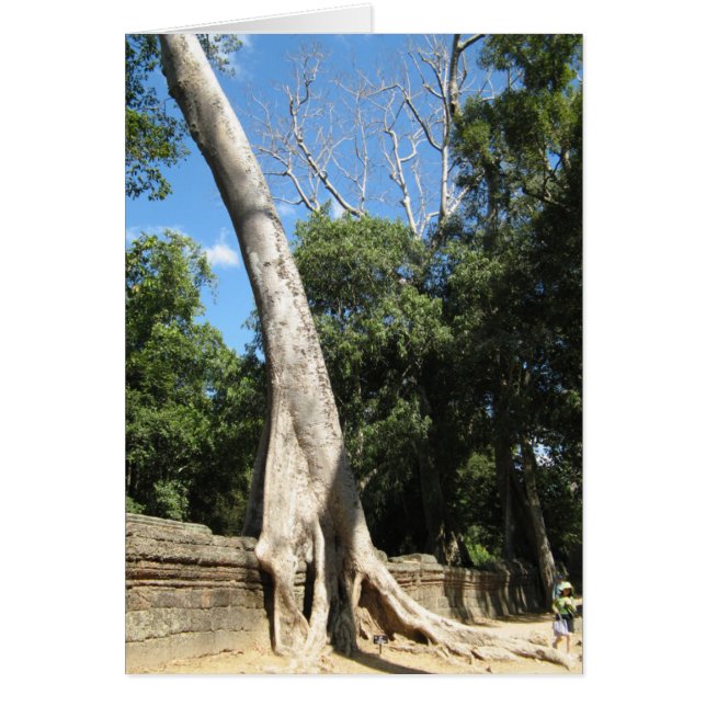 Arbre géant Banyan ... Temple de Ta Prohm, Cambodg (Devant)