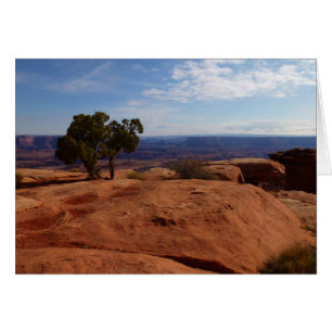 Arbre hors des rochers rouges dans le parc nationa