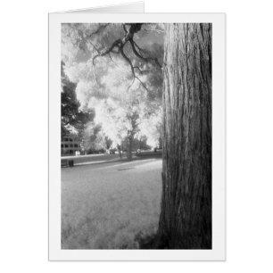 Arbre infrarouge avec bordure