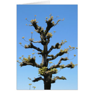 Arbre isolé - série de TBD