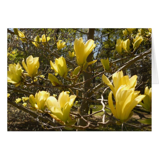 Arbre jaune de Magnolia (Devant horizontal)