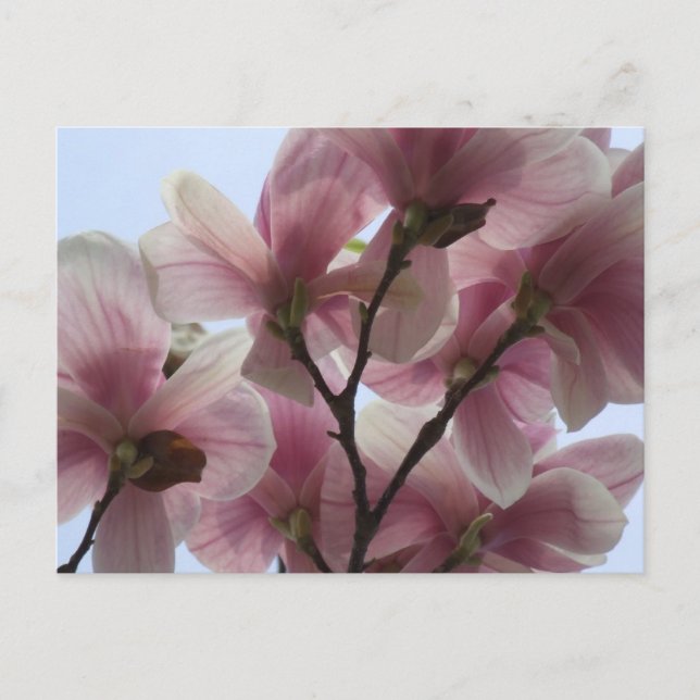 Arbre Magnolia en fleurs Carte postale (Devant)