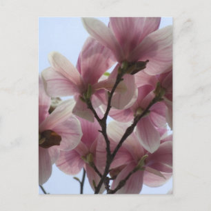 Arbre Magnolia en fleurs Carte postale