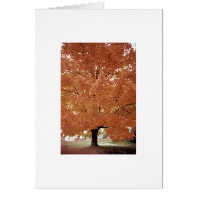 Arbre orange (Devant)