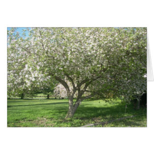 Arbre pomme en fleurs