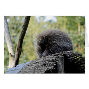 Arbre Porcupine