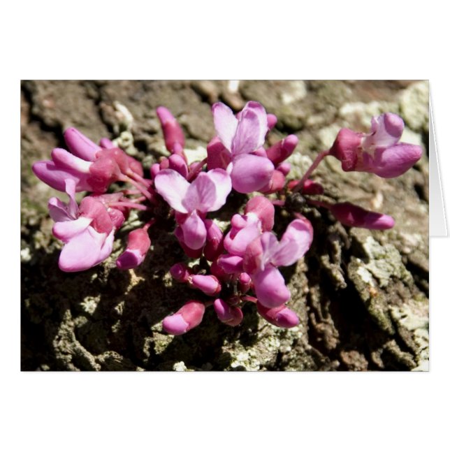 Arbre rouge de bourgeon (Devant Horizontal)