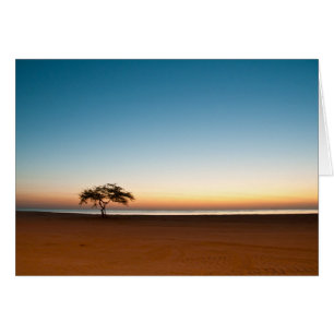 Arbre solitaire au lever du soleil au Koweït