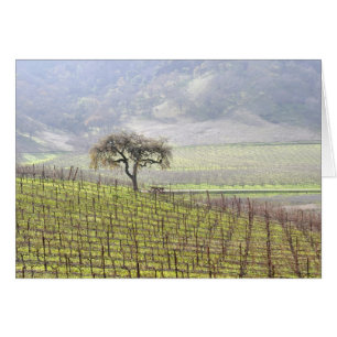 arbre solitaire dans le vignoble