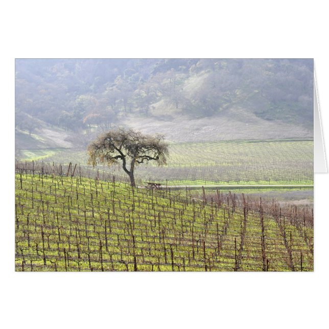 arbre solitaire dans le vignoble (Devant Horizontal)