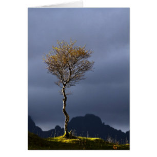 Arbre solitaire pris dans le soleil