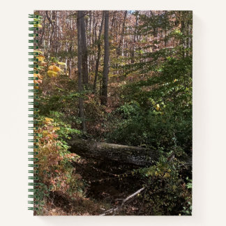 Arbre Tombé Dans Le Journal Spiral De Woods