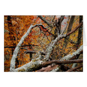 Arbre tombé par automne de Shenandoah