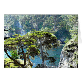 Arbres à Point Lobos