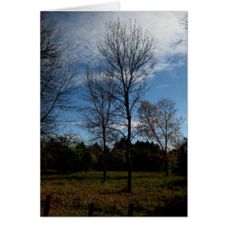 Arbres Blank_Ontario